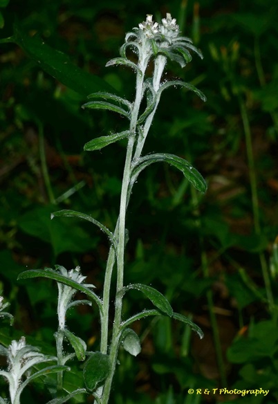 {Gamochaeta argyrinea}